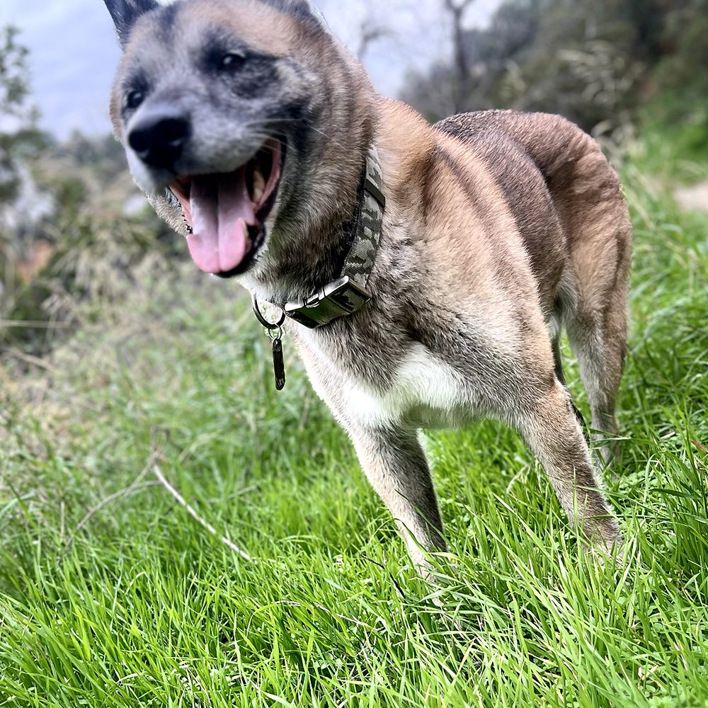 Legend, a tan and grey dog with a big open-mouthed smile, standing in tall green grass on a hillside trail